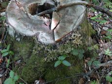 Lobaria-pulmonaria_5